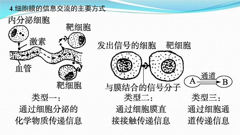 新高考生物一轮复习讲练课件:第4讲 细胞膜和细胞核(含解析)07