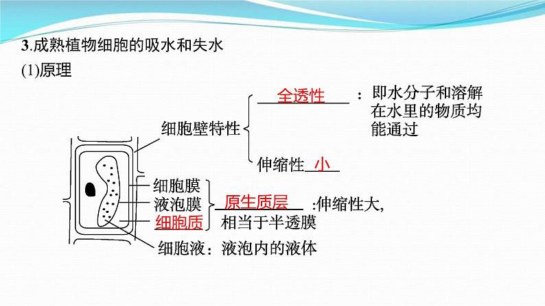 新高考生物一轮复习讲练课件:第6讲 物质跨膜运输的方式(含解析)第5页