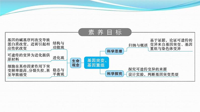 新高考生物一轮复习讲练课件:第20讲 基因突变、基因重组(含解析)02