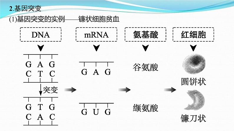 新高考生物一轮复习讲练课件:第20讲 基因突变、基因重组(含解析)05