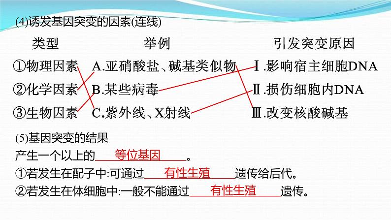 新高考生物一轮复习讲练课件:第20讲 基因突变、基因重组(含解析)08