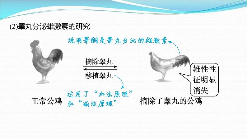 新高考生物一轮复习讲练课件:第25讲 体液调节(含解析)08