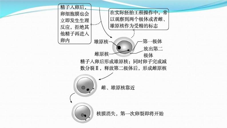 新高考生物一轮复习讲练课件：第36讲　胚胎工程及生物技术的安全性与伦理问题（含解析）06