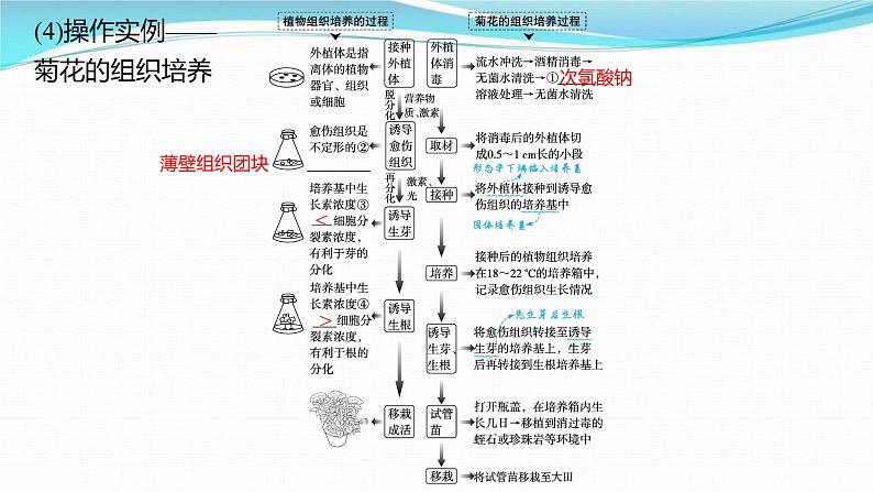 新高考生物一轮复习讲练课件:第35讲 细胞工程(含解析)第8页
