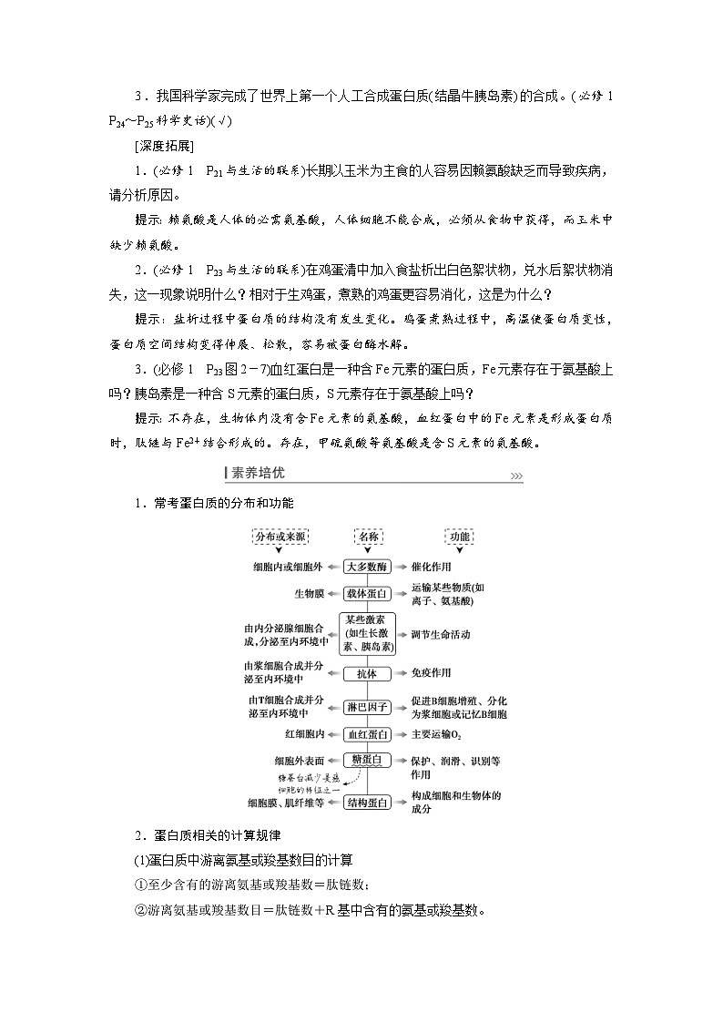 新高考生物一轮复习学案:第3讲 蛋白质和核酸(含解析)第2页