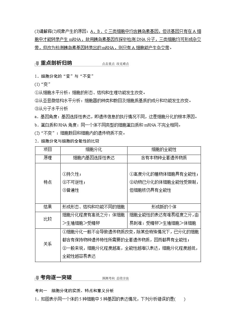 新高考生物一轮复习精品学案 第4单元 第13讲 细胞的分化、衰老、凋亡与癌变(含解析)03