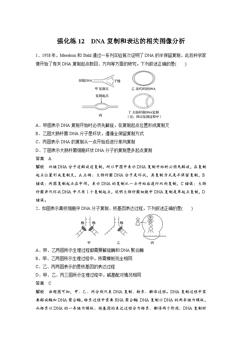 新高考生物一轮复习精品学案 第6单元 强化练12 DNA复制和表达的相关图像分析第1页