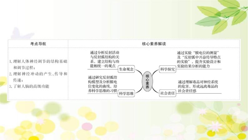 新高考生物一轮复习课件 第八单元 第2课 通过神经系统的调节（含解析）02