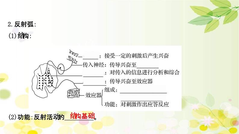 新高考生物一轮复习课件 第八单元 第2课 通过神经系统的调节(含解析)第5页