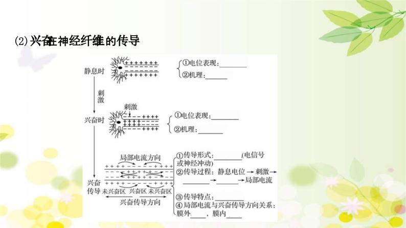 新高考生物一轮复习课件 第八单元 第2课 通过神经系统的调节（含解析）07