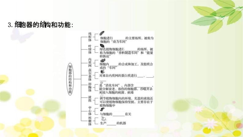 新高考生物一轮复习课件 第二单元 第2课 细胞器和生物膜系统（含解析）05