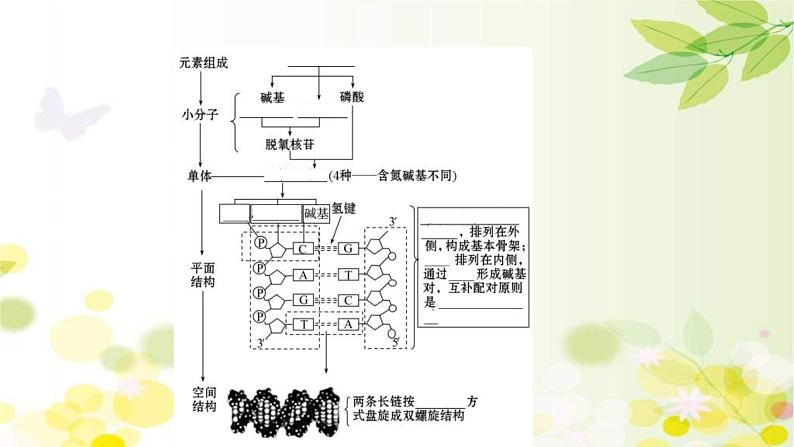 新高考生物一轮复习课件 第六单元 第2课 DNA分子的结构 复制和基因的本质(含解析)第5页