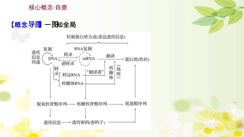 新高考生物一轮复习课件 第六单元 第3课 基因的表达（含解析）03