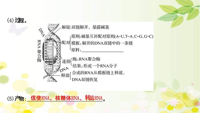 新高考生物一轮复习课件 第六单元 第3课 基因的表达(含解析)06