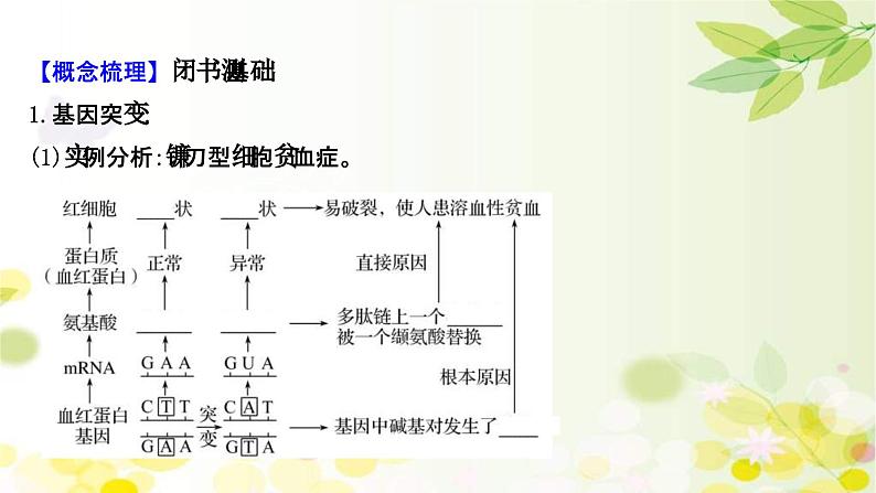 新高考生物一轮复习课件 第七单元 第1课 基因突变和基因重组(含解析)04