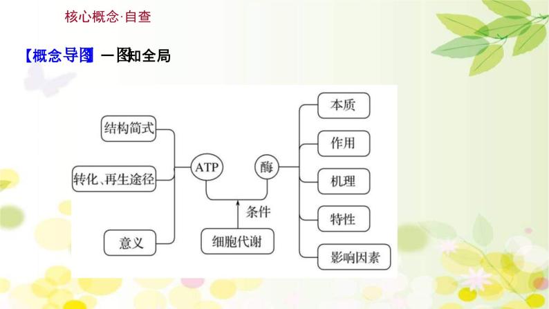 新高考生物一轮复习课件 第三单元 第1课 ATP和酶（含解析）03