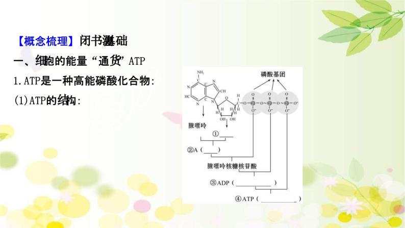 新高考生物一轮复习课件 第三单元 第1课 ATP和酶（含解析）04
