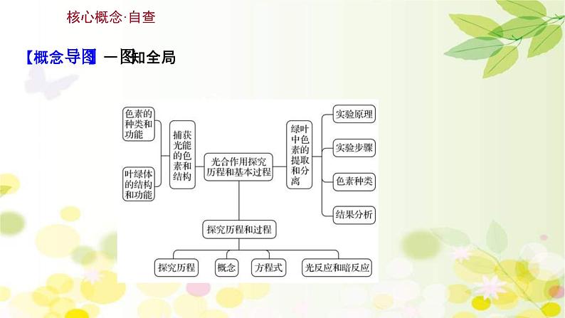 新高考生物一轮复习课件 第三单元 第3课 光合作用探究历程和基本过程(含解析)03
