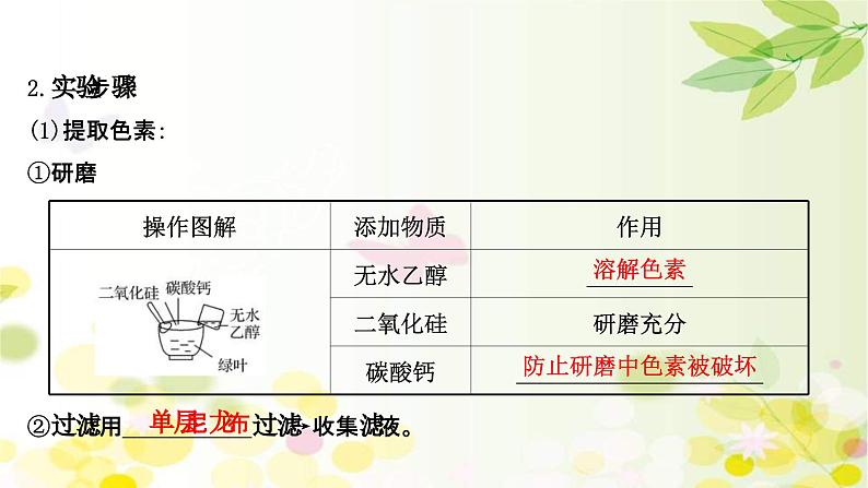 新高考生物一轮复习课件 第三单元 第3课 光合作用探究历程和基本过程(含解析)05