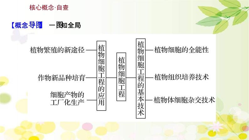 新高考生物一轮复习课件 第十单元 第5课 植物细胞工程(含解析)第3页