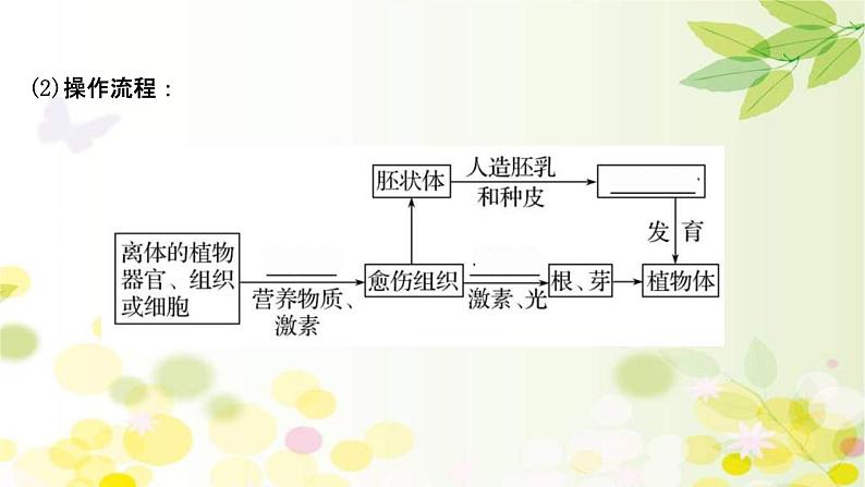 新高考生物一轮复习课件 第十单元 第5课 植物细胞工程(含解析)第8页