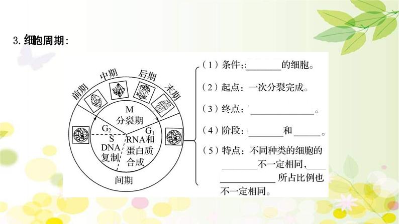 新高考生物一轮复习课件 第四单元 第1课 细胞的有丝分裂(含解析)第6页