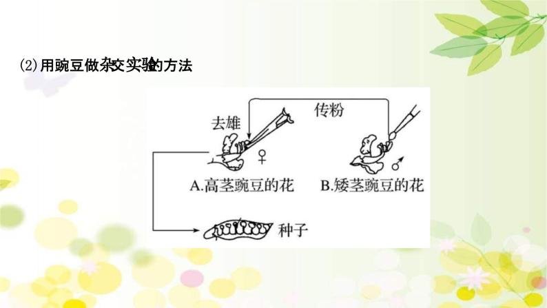 新高考生物一轮复习课件 第五单元 第1课 基因的分离定律（含解析）05