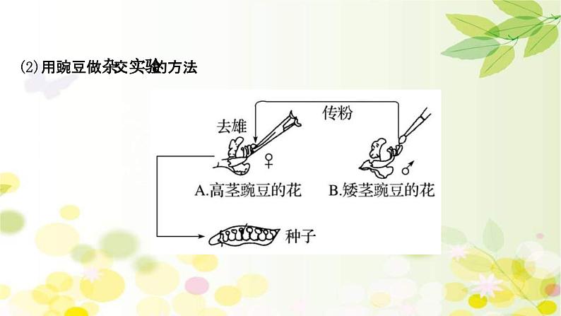 新高考生物一轮复习课件 第五单元 第1课 基因的分离定律(含解析)05