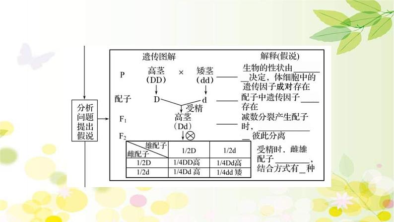 新高考生物一轮复习课件 第五单元 第1课 基因的分离定律(含解析)08