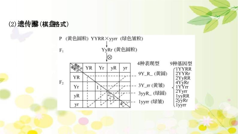 新高考生物一轮复习课件 第五单元 第2课 基因的自由组合定律（含解析）08