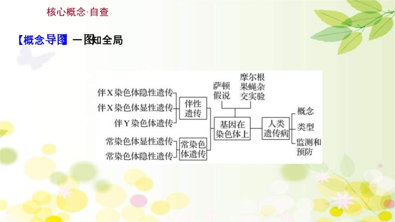 新高考生物一轮复习课件 第五单元 第3课 基因在染色体上、伴性遗传与人类遗传病（含解析）03