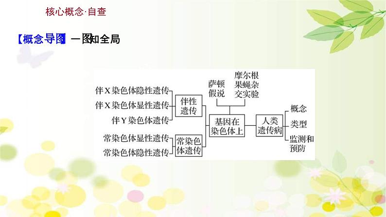 新高考生物一轮复习课件 第五单元 第3课 基因在染色体上、伴性遗传与人类遗传病(含解析)第3页