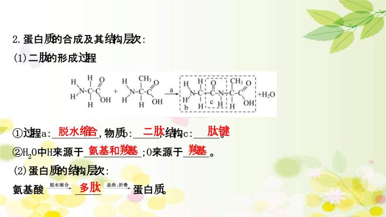 新高考生物一轮复习课件 第一单元 第3课 蛋白质和核酸（含解析）05