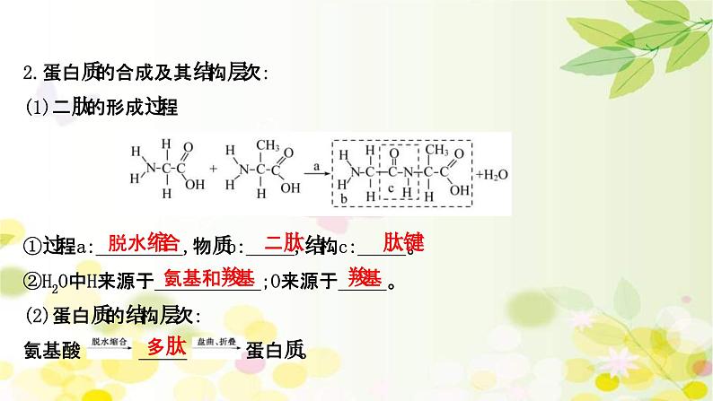 新高考生物一轮复习课件 第一单元 第3课 蛋白质和核酸(含解析)05