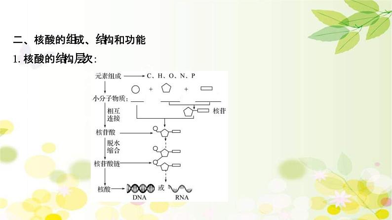 新高考生物一轮复习课件 第一单元 第3课 蛋白质和核酸(含解析)07