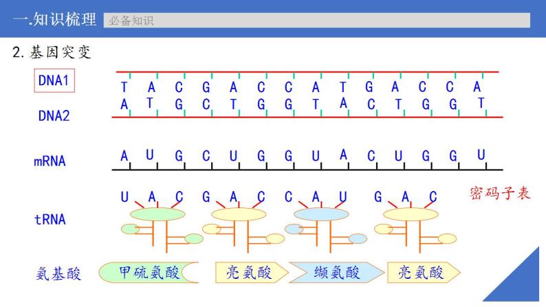 新高考生物一轮复习核心考点练习课件第30讲 基因突变和基因重组（含解析）08