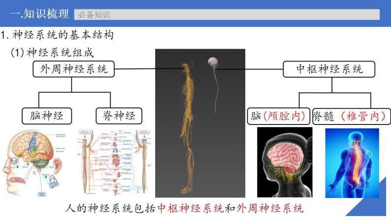 新高考生物一轮复习核心考点练习课件第35讲 神经调节的结构基础及基本方式（含解析）06