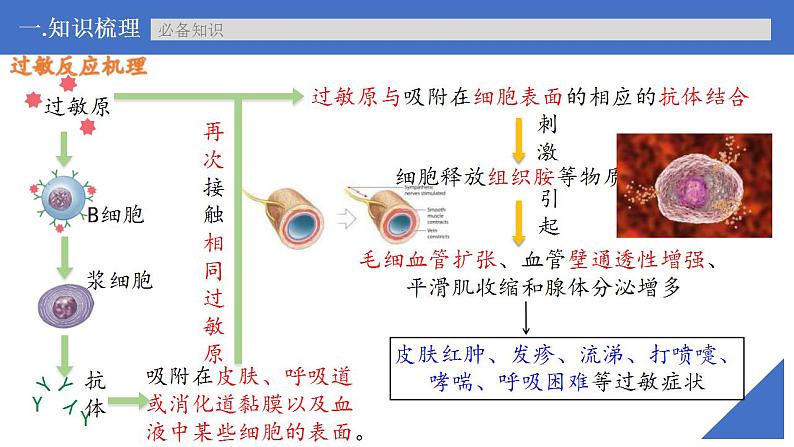 新高考生物一轮复习核心考点练习课件第40讲 免疫失调和免疫学的应用(含解析)第7页