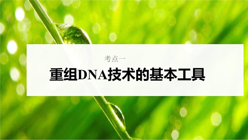 新高考生物一轮复习核心考点练习课件第57讲+基因工程的基本工具和基本操作程序(含解析)第5页