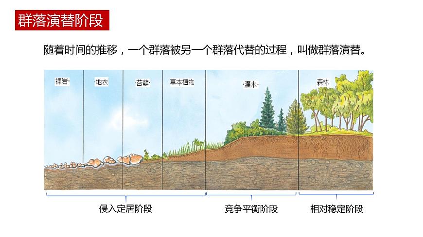 第三節(jié) 群落的演替講義第3頁