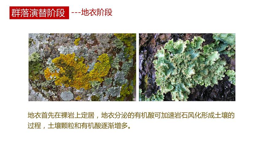 第三節(jié) 群落的演替講義第5頁