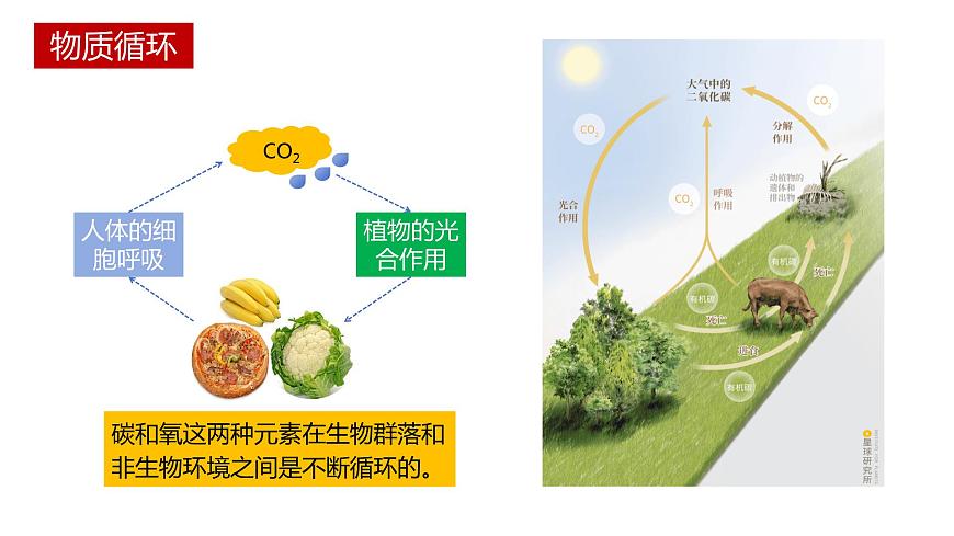第三節(jié) 生態(tài)系統(tǒng)的物質(zhì)循環(huán)講義第3頁(yè)