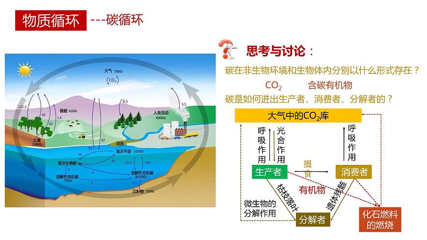 第三節(jié) 生態(tài)系統(tǒng)的物質(zhì)循環(huán)講義第4頁(yè)