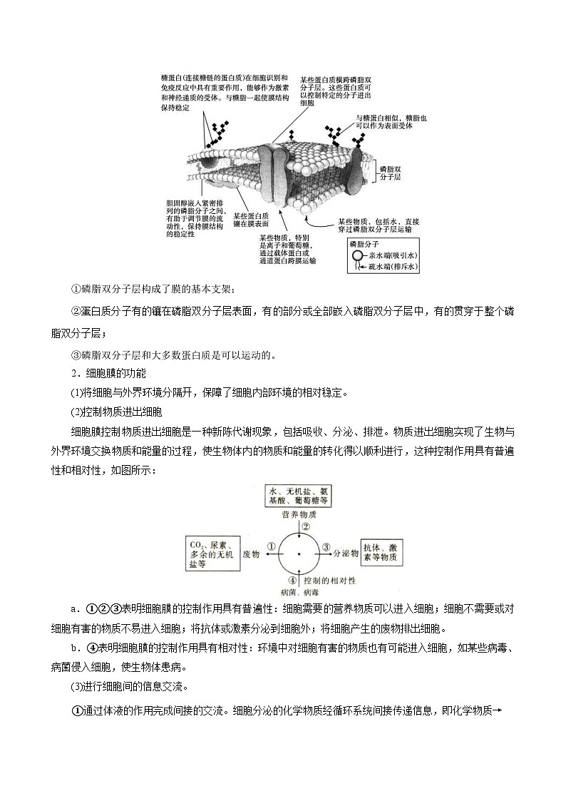 新高考生物一轮复习精品讲义第4讲 细胞膜及细胞核(含解析)第2页