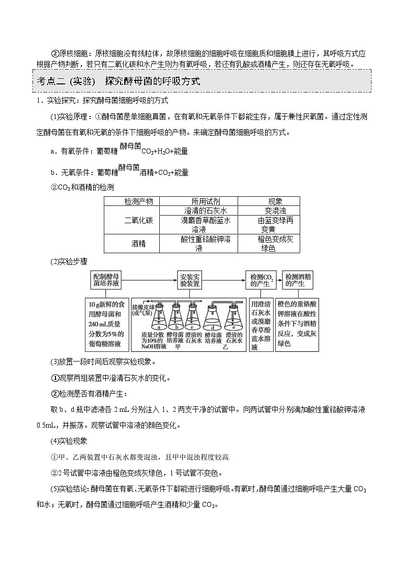 新高考生物一轮复习精品讲义第8讲 细胞呼吸(含解析)第3页