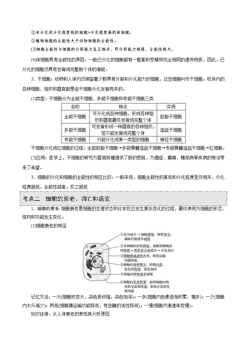 新高考生物一轮复习精品讲义第11讲 细胞的分化、衰老、凋亡与癌变(含解析)第2页
