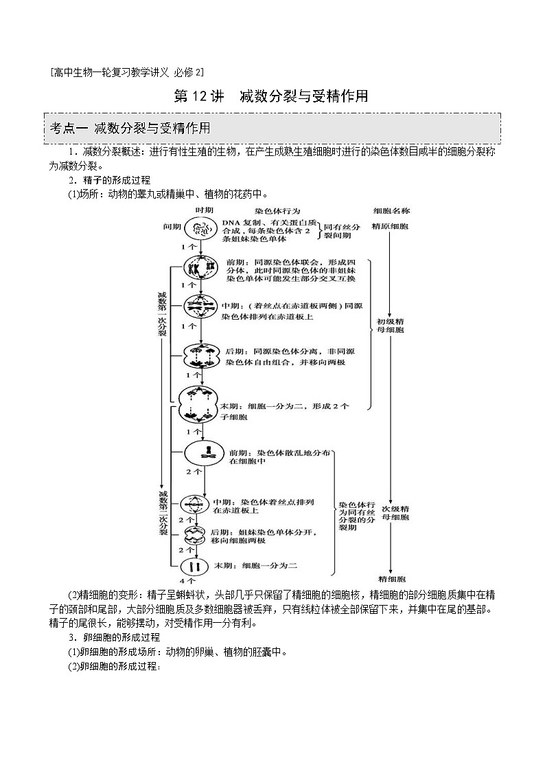 新高考生物一轮复习精品讲义第12讲 减数分裂与受精作用(含解析)第1页