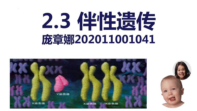 2.3 伴性遗传课件2021-2022学年高一下学期生物人教版必修201