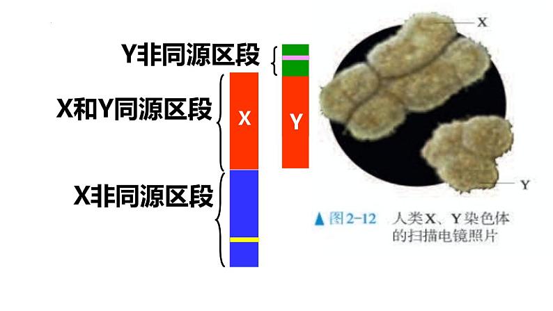 2.3 伴性遗传课件2021-2022学年高一下学期生物人教版必修204