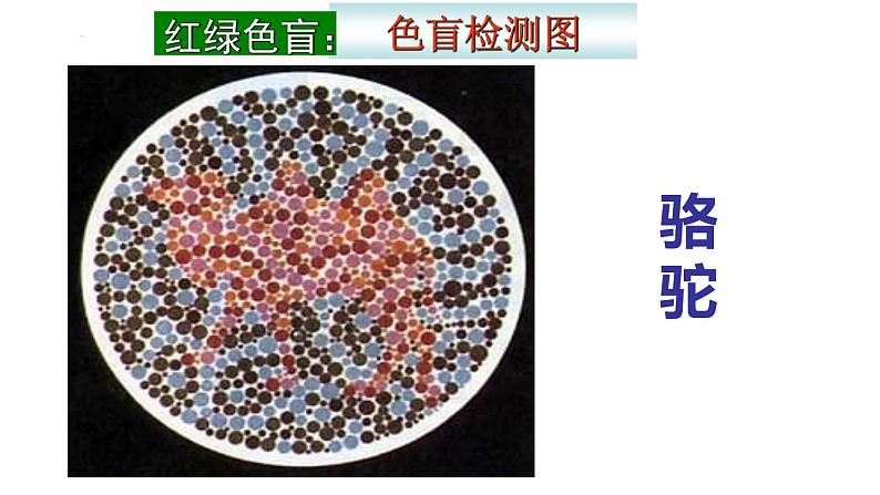 2.3 伴性遗传课件2021-2022学年高一下学期生物人教版必修205
